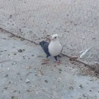 کفتر