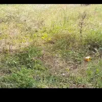 باغ-ویلا-قیمت-مناسب-اول-جاده-چالوس-کلاک