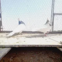 جفتگاه طوقی زات هفت رنگ.|پرنده|نصر آباد, |دیوار