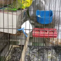 یک جفت مرغ عشق مولد