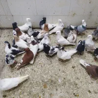 کفتر سینه ای کله ای پرشی جون