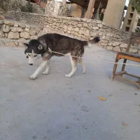 هاسکی اصیل، سالم و بسیار سرحال یا|سگ|دشمن زیاری, |دیوار