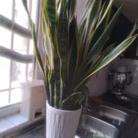 گلهای طبیعی زیبا و سرحال مناسب کادوی روز معلم