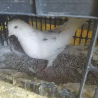 کبوتر نر خال پیس