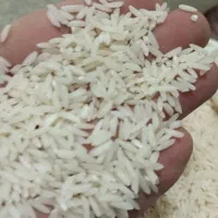 برنج ایرانی، بی واسطه از شالیکار بخرید|خوردنی و آشامیدنی|مشهد, عبادی|دیوار