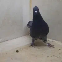 کفتر زاغ|پرنده|قم, باغ کرباسی|دیوار