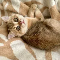 گربه بریتیش بلک گلد ماده