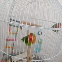 کوتوله برزیلی بسیار بازیگوش|پرنده|تبریز, |دیوار