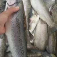 ماهی قزل‌آلا منجمد