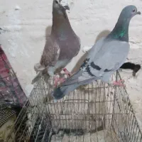 کفتر|پرنده|اردبیل, |دیوار