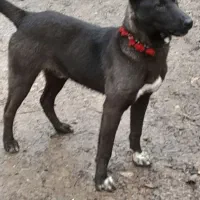 سگ شکاری به شرط تست