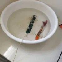 ماهی کوی باله بلند