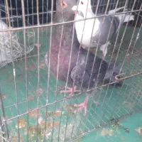 دوکت پلاکی و زرهی شکار|پرنده|لنجان, |دیوار