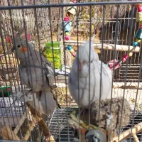 عروس هلندی ماده آماده|پرنده|شیراز, دودمان|دیوار