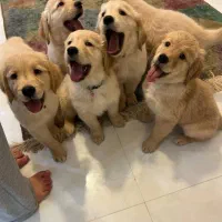 واگذاری توله گلدن رتریور