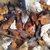 جوجه 50 روزه گلپایگان نژاد تخم گذار