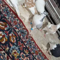 کبوتر|پرنده|دشتابی, |دیوار