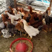 خروس|حیوانات مزرعه|گلپایگان, |دیوار