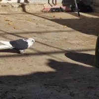 کفترفروشی|پرنده|یزد, |دیوار