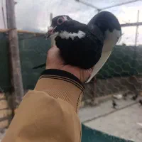 چند تا جوجه پلنگ زرد گلی و زرد گلی دم‌سفید