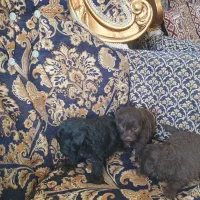 پودل رد دارک ماده