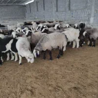 بره چاق جفتی ۱۵۰ کیلو به بالا