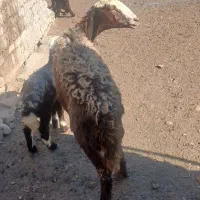 میش بره درجه یک