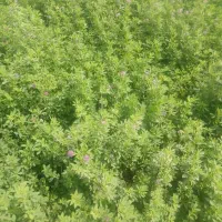 فروش یونجه خورد شده باکیفیت