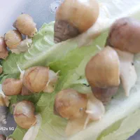 16عدد  حلزون
