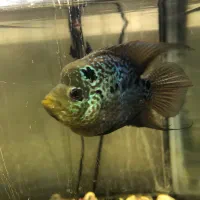 ماهی فلاور هورن نر