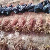 نهال زرشک|گل و گیاه طبیعی|ماهان, |دیوار