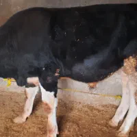 گوساله نر حدودا ۳۰۰ کیلو|حیوانات مزرعه|سرپل ذهاب, |دیوار