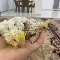 عروس هلندی|پرنده|برازجان, |دیوار