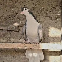 مفلق دمگیر سینه دم پاک کفتر