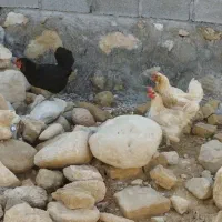 مرغ تخم گذار