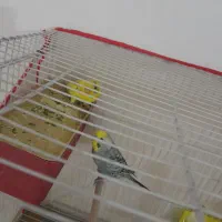 خرگوش یک جفت مرغ عشق خرگوش|موش و خرگوش|مشهد, توس (بلوار توس)|دیوار