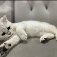 گربه بریتیش خالص (پت شا‌پ نیستم)