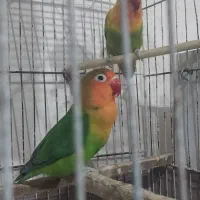 طوطی برزیلی