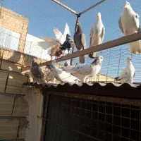 کبوتر|پرنده|ملارد, |دیوار
