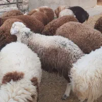 بره نر پرواری