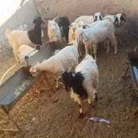 تعدادی بز شیری وزاییده و بره شیر به فروش می رسد|حیوانات مزرعه|سیرجان, |دیوار