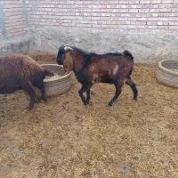 بزغاله نر|حیوانات مزرعه|چهاربرج, |دیوار