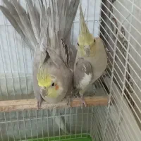 عروس هلندی مولد