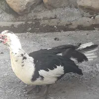 اردک اسرائیلی