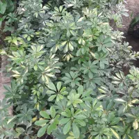 گلهای اپارتمانی|گل و گیاه طبیعی|کوچصفهان, |دیوار