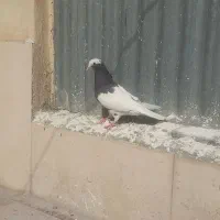 طوق سرکه ای ماده خوب