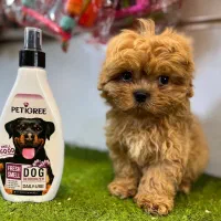 سگ آپارتمانی پودل|سگ|تهران, جنت‌آباد شمالی|دیوار