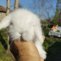 خزگوش لوپ ترکیش عروسکی|موش و خرگوش|لولمان, |دیوار