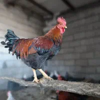 5عدد خروس درجه یک