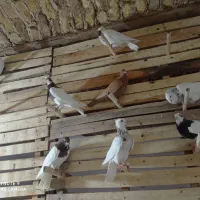 طوق سرخ سه بر دار